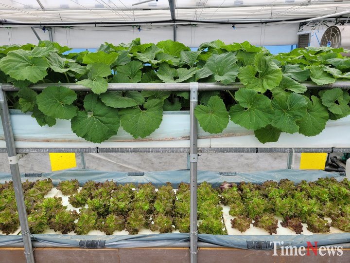 [충북농기원, 수위조절형 다단식 식물재배 장치 현장 보급 확대(다양한 작물 동시재배)]