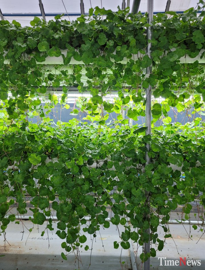 [충북농기원, 수위조절형 다단식 식물재배 장치 현장 보급 확대(병풀 수직 다단재배)]