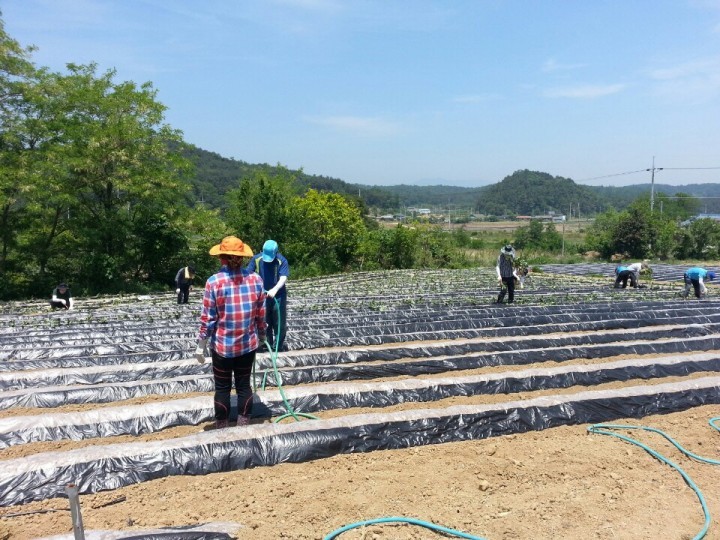 영덕군 환경위생과 직원 농촌 일손돕기 나서