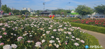 장미 향기 가득한 포항의 8월, 도시 전역에 사계 장미 ‘활짝’