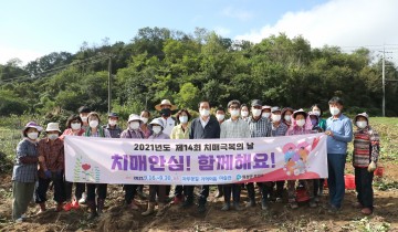 치매보듬마을‘농부의 하루’고구마 수확