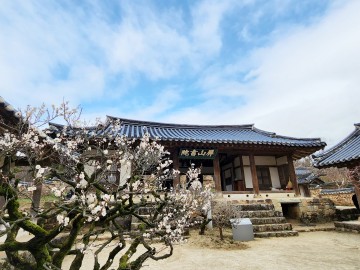 [포토뉴스] 안동 봄나들이 나선 관광객들...