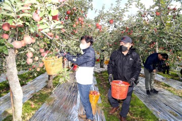 권영세 안동시장, 배준호 농협 안동시지부장, 가을 수확철 농촌일손돕기 나서