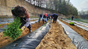 HD현대건설기계·대장1리 주민, 이웃사랑 옥수수 심기