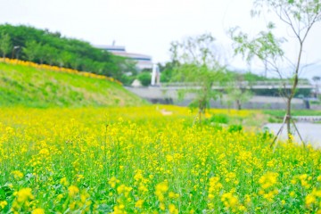 구례군, 서시천 고수부지 꽃밭 조성 
