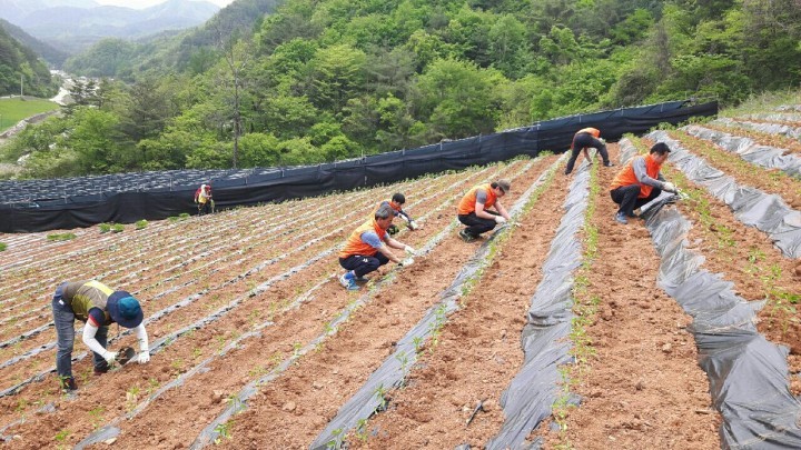 정선군시설관리공단 ‘마중물 봉사단’ 농촌 일손돕기