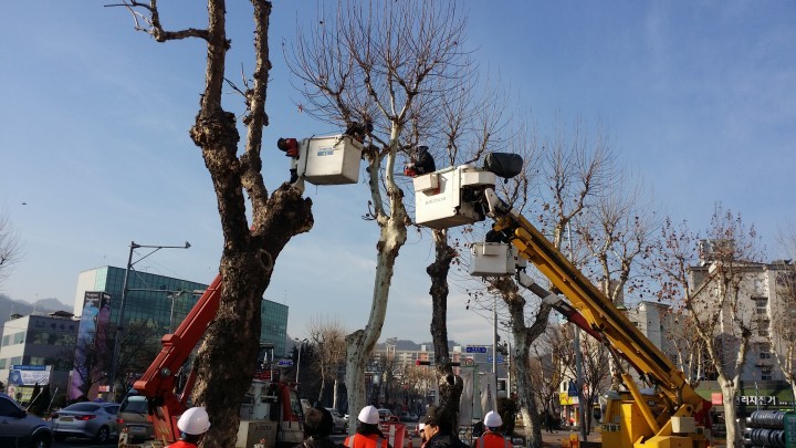 대전 중구, 밝은 가로경관 위한 가로수 전정공사