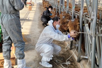 산불피해 축산농가 가축무료진료 시행하는 경북도
