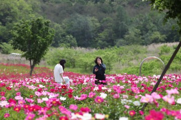 [포토뉴스] 임동면 망천리 ‘한국수자원공사 지원..... 조성작약꽃 보러 오세요’