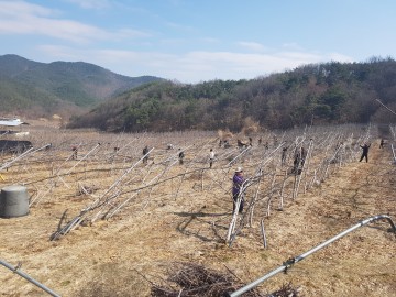 소보면 대설 피해농가 민·관 합동 일손돕기