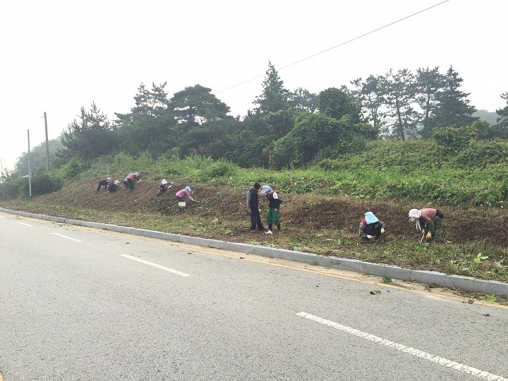 부안군, 추석맞이 조림지·해안도로 칡덩굴 제거 사업 추진