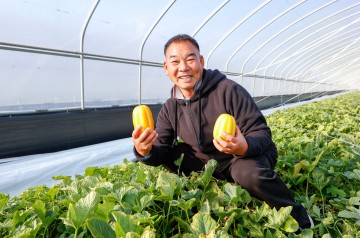 성주참외, 2025년 첫 출하… 황금빛 수확 시작