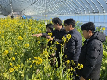 강진군, 청자축제 밝힐 유채꽃밭 준비 한창