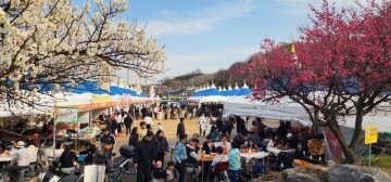 광양시, 광양매화축제 71만명 방문객 발길 이어져   