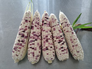 여수시, ‘얼룩찰1호’ 활용한 2기작 옥수수 시범재배 성공