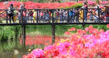 대전 동구, 대청호자연수변공원 영산홍 ‘눈부시도록 아름다워라’