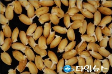 충주농기센터 볍씨 종자소독으로 병해충 예방!