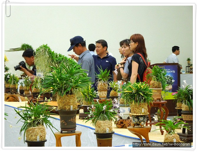 청주시농업기술센터 제2회 청주풍란 전시회 개최
