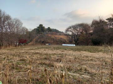   [고발] 영주시 조암동 개발제한구역 심각한 무단훼손 