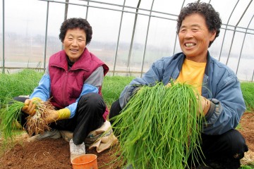 해풍 맞고 자란 서산달래, 냉이 출하 한창