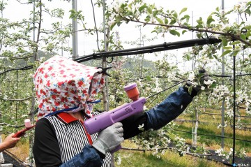 고품질 사과 생산 위한 인공수분용 꽃가루 보급
