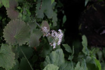 국립백두대간수목원, 가리왕산에서 환경실태조사 및 현장 토론회 개최