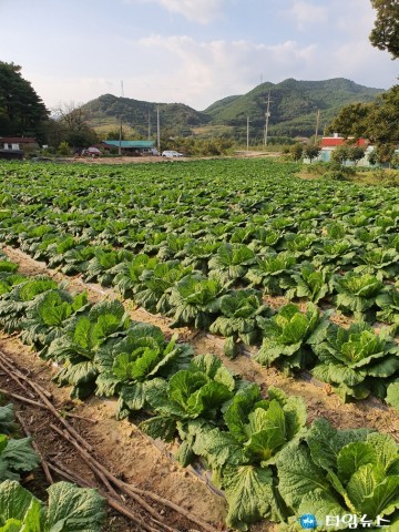 [비와 태풍의 영향]김장철 배춧값 상승..작년 대비 2배 올라