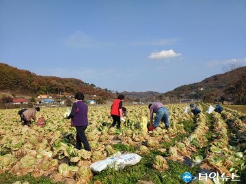 무공봉사회, 배추 농가에 생산적 봉사활동 실시