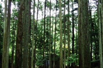 [독자기고] 삼나무와 편백나무, 동백나무 등 나무천국 일본 쓰시마에 빠지다.