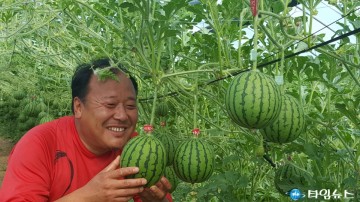 포항시, 깎아 먹는 애플수박 재배 성공!
