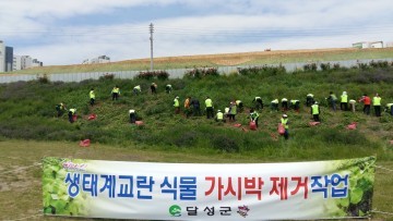 식물계 황소개구리 ‘가시박’, “우리가 잡는다!”