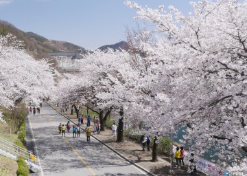 충주호 벚꽃축제 3일간 충주댐 물문화관 일원에서 성황리에 개최