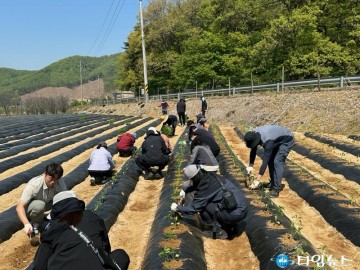 음성군 가족행복과·복지정책과, 농번기 맞아 ‘일손돕기’ 구슬땀