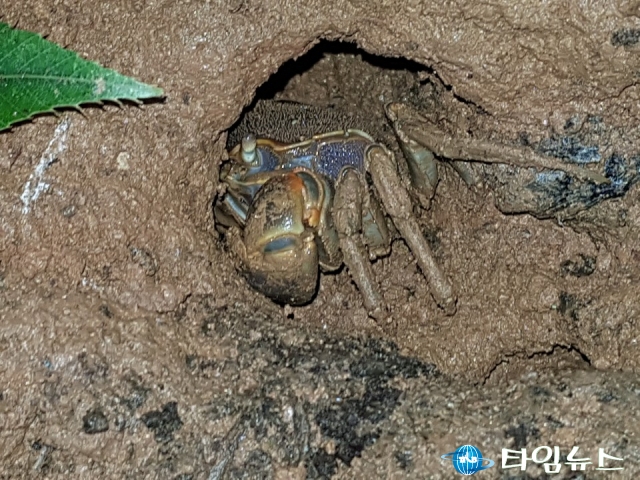 창원 아파트 공사장서 멸종위기종 갯게 발견돼 공사 중단