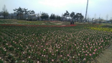  문암생태공원 10만송이 튤립 꽃망울 터뜨려