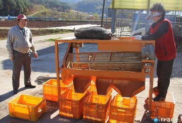 충청북도농업기술원, 종자 마늘(종구) 선별 및 관리로 고품질 마늘 생산