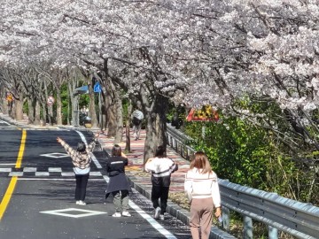 전남대 여수캠퍼스로 ‘벚꽃소풍’오세요