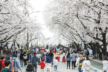안동 벚꽃축제, 4월 1일부터 닷새간 개최 벚꽃 나들이 원픽 명소로 뜬다