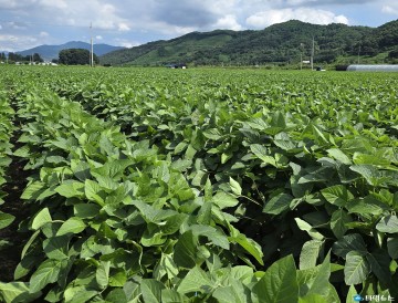 충북농기원, 콩 개화기 이후 수분 공급·병해충 방제 ‘주의 당부’