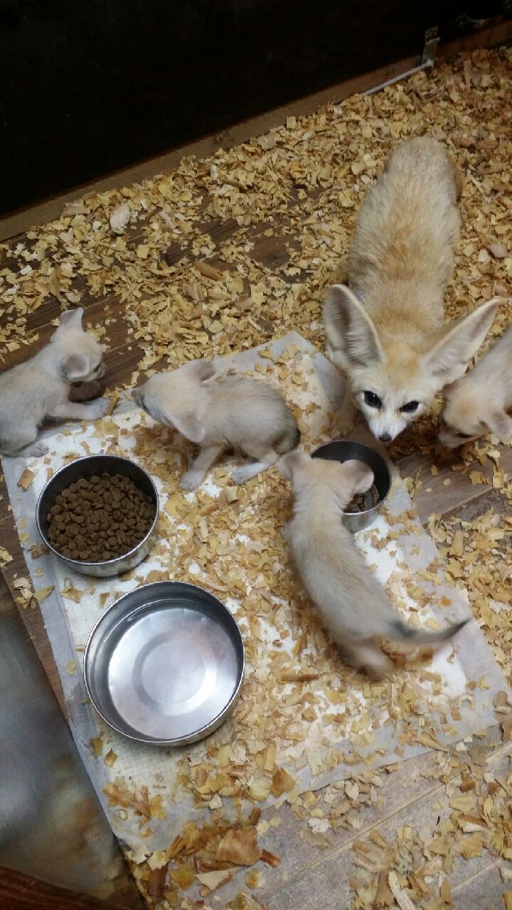인천대공원 동물원에 멸종위기 사막여우 식구 늘어