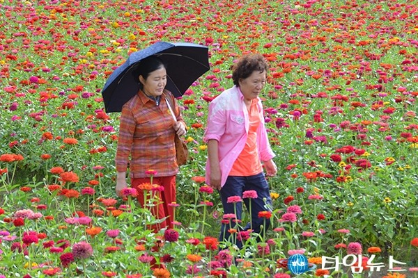 [포토]평창 강변…가을 성큼 ‘백일홍 만개’