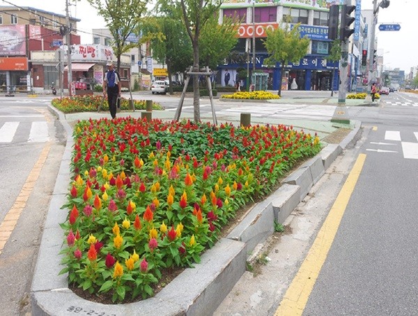 익산시 도심·축제장 곳곳 가을꽃 물결