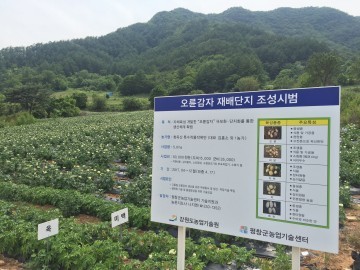 평창군 오륜감자 재배 현장평가회