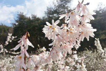 충북 산림자원, ‘K-바이오’ 심장으로 뛴다… 산업화 거점 우뚝