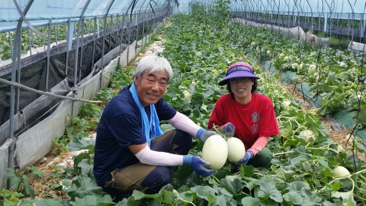옥산면 멜론농가 상큼 달큼한 멜론 첫수확