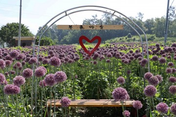 강진군, ‘작천 코끼리마늘꽃 3 Days’ 행사 개최 