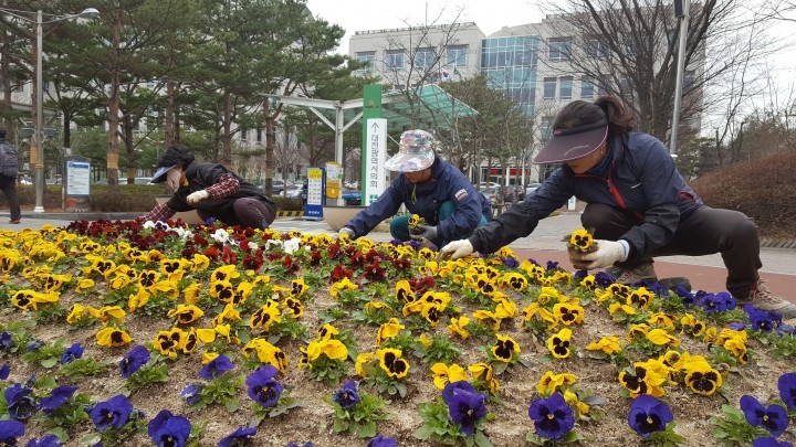 대전시, 시청 봄꽃으로 디자인!
