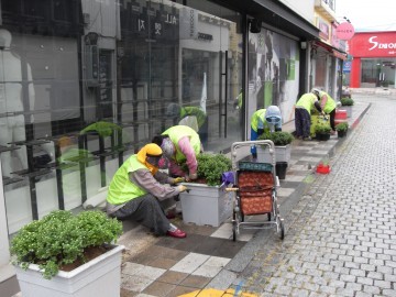 중앙동 名品 꽃길, 가을 국화거리 조성