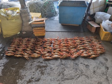 암컷 대게 불법포획 유통책 검거