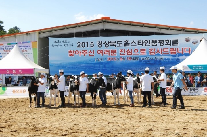 홀스타인 품평대회 경주 최고상 휩쓸어